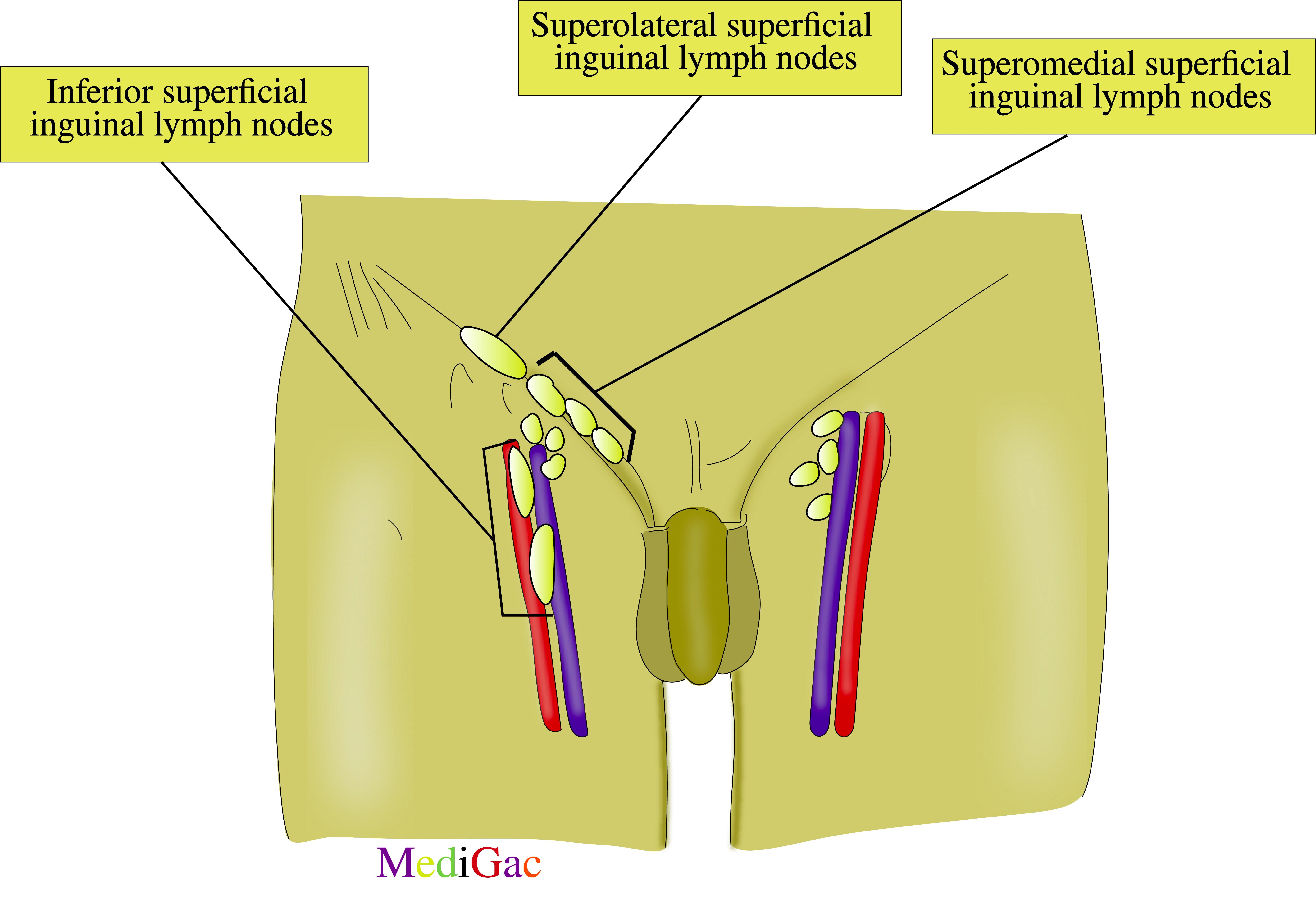 Superficial inguinal lymph nodes